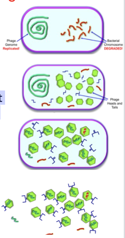 <ul><li><p><span>During replication, host DNA is degraded</span></p></li><li><p><span>In a rare event, a random piece of the host chromosome can be packaged by phages</span></p></li><li><p><span>Any region of the chromosome can be transferred</span></p></li><li><p><span>Phage particles carrying host DNA can subsequently infect another bacterium</span></p></li></ul><p></p>