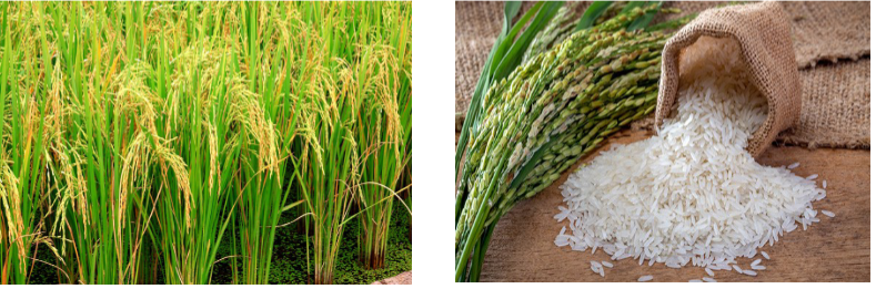 <p>aziatische rijst</p>