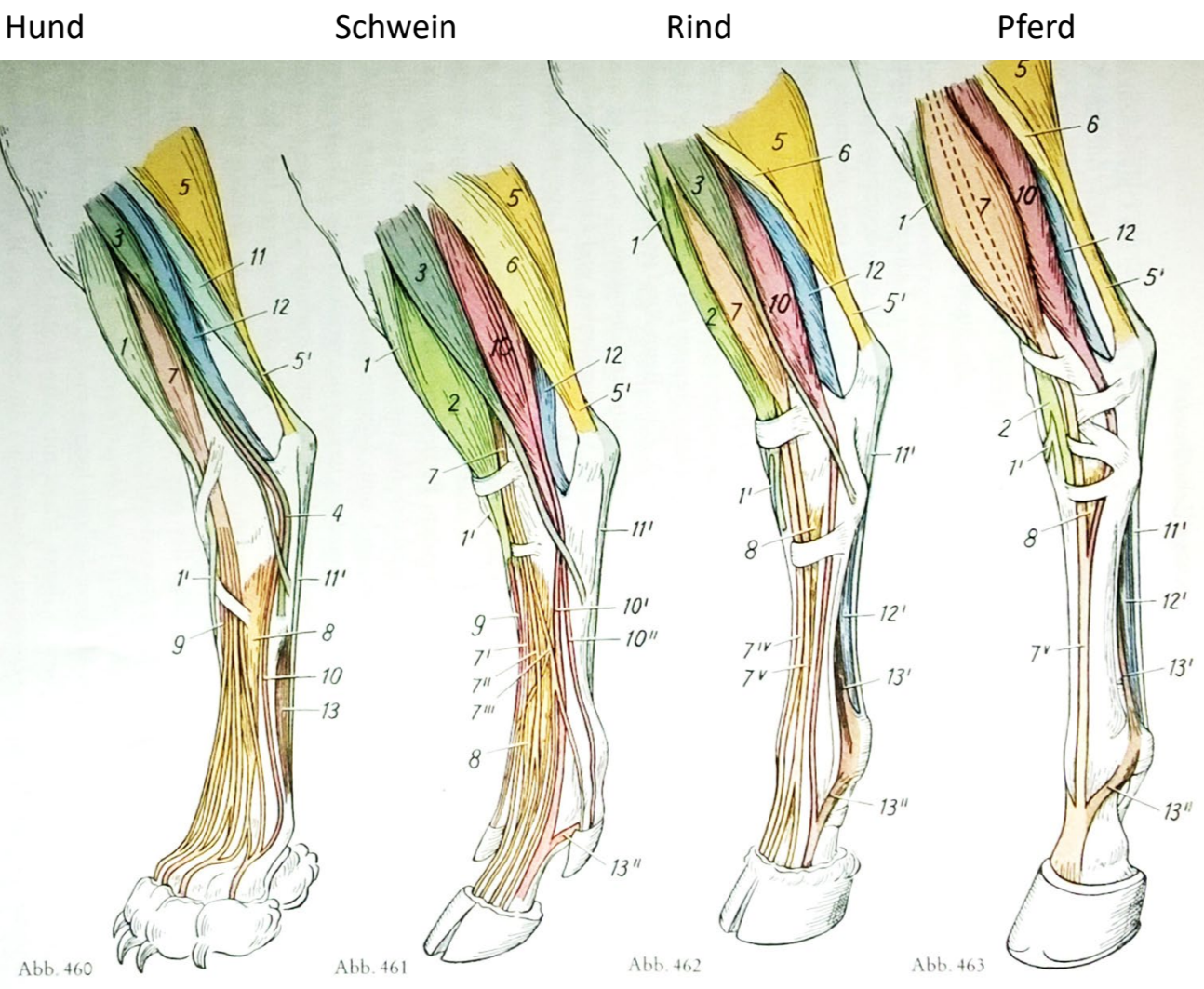 <p>Rappel muscles de la jambe </p>