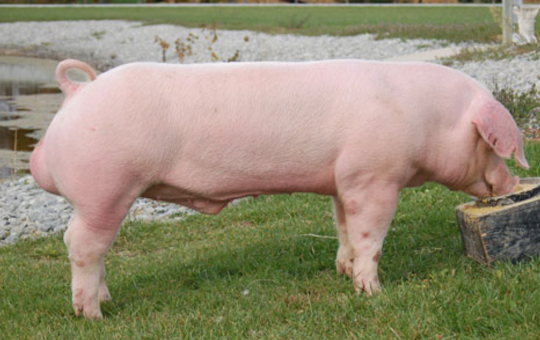 <p>What breed ?</p>