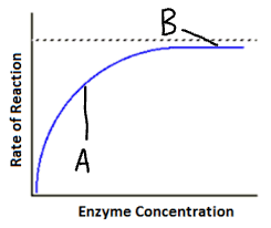 <p>Explain part B of this graph (<strong>enzyme</strong> concentration)</p>