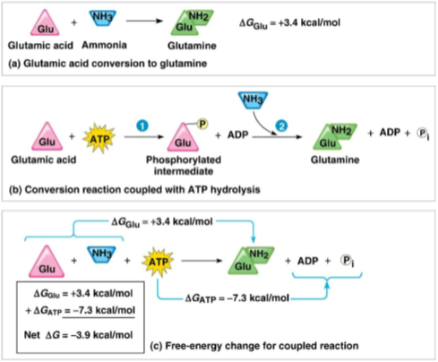 <p>Phosphorylation</p>