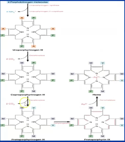 <p>Son sintetizadas en cualquier parte del organismo donde haya mitocondrias. </p><ul><li><p>Procursor: <strong>Succinil-coA</strong> (en mitocondria) y AA: <strong>Glicina</strong></p></li></ul><p>1- Condensa la <strong>Glicina con Succinil-coA</strong> = <strong>Ác aminolevulínico</strong> (x enzima aminolevulínico sintasa, ALA sintasa)</p><p>2- Sale de la mitocondria el <strong>ác aminolevulínico</strong> y en el citoplasma se forma la primer anillo<strong> porfobilinógeno </strong>(x enzima aminolevulínico deshidratasa, ALA deshidratasa)</p><p>3- <strong>4 porfobilinogenos</strong> se condensan para dar <strong>1 porfirina</strong> (uroporfirinogeno III)</p><p>4- Coporfirinogeno III (decarboxilación)</p><p>5-Protoporfirinogeno IX (decarboxilacion)</p><p>6-<strong>Protoporfirina IX</strong>, se une el hierro x la ferrocolatasa se forma el <strong>grupo Hemo</strong></p>