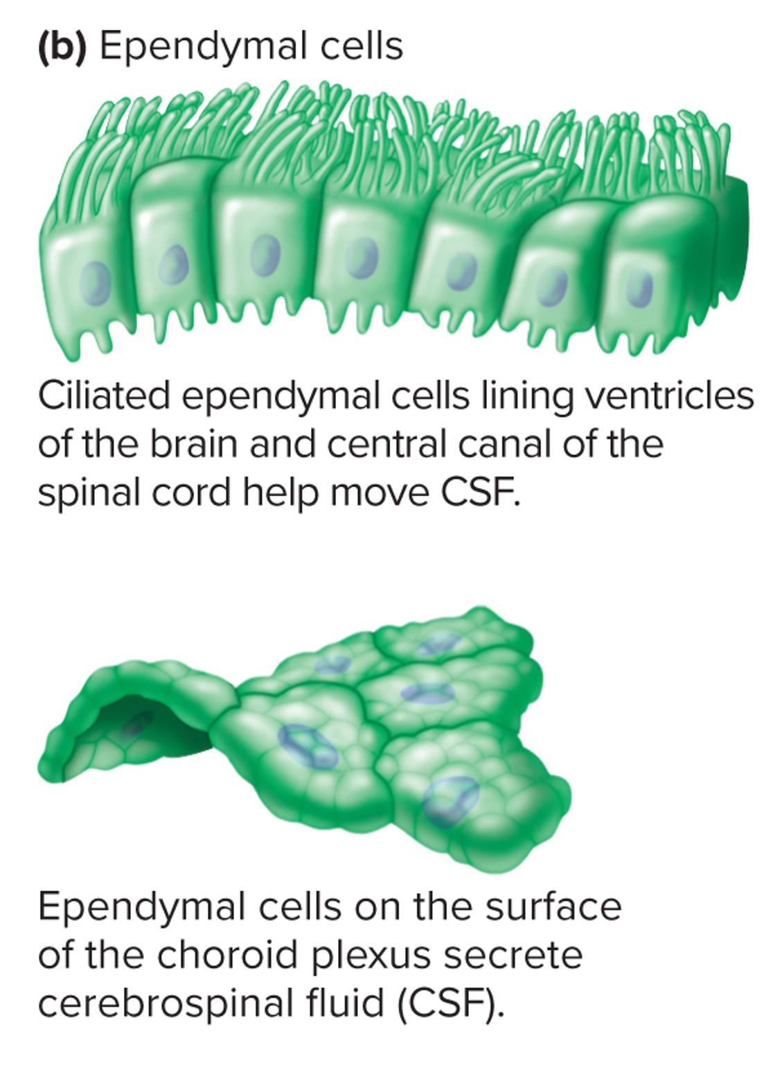 <p><span><span>•Line brain ventricles and spinal cord central canal.</span></span></p><p><span><span>•Specialized versions of ependymal form choroid plexuses.</span></span></p><p><span><span>•</span><strong><span>Choroid plexus: </span></strong><span>Secrete cerebrospinal fluid (CSF)</span></span></p>