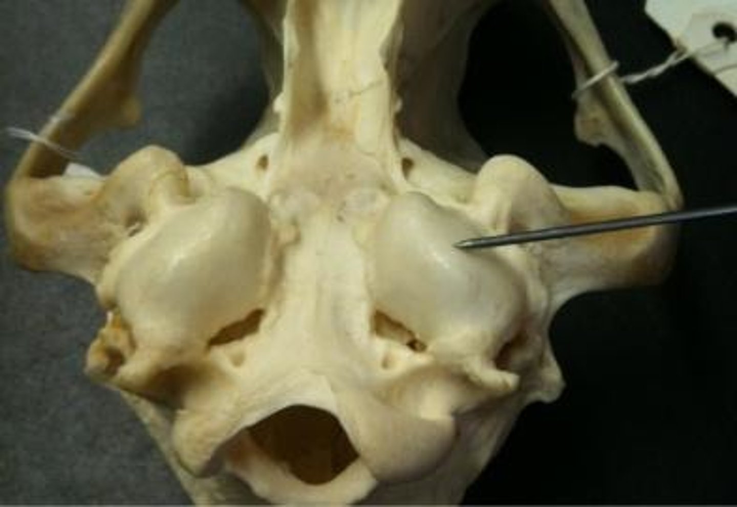 <p>egg shaped swelling on the ventral surface, contains middle ear structures</p>