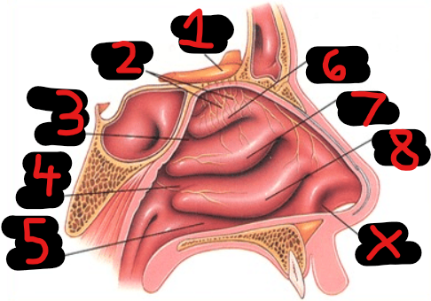 <p>What structure will you find at 6?</p>