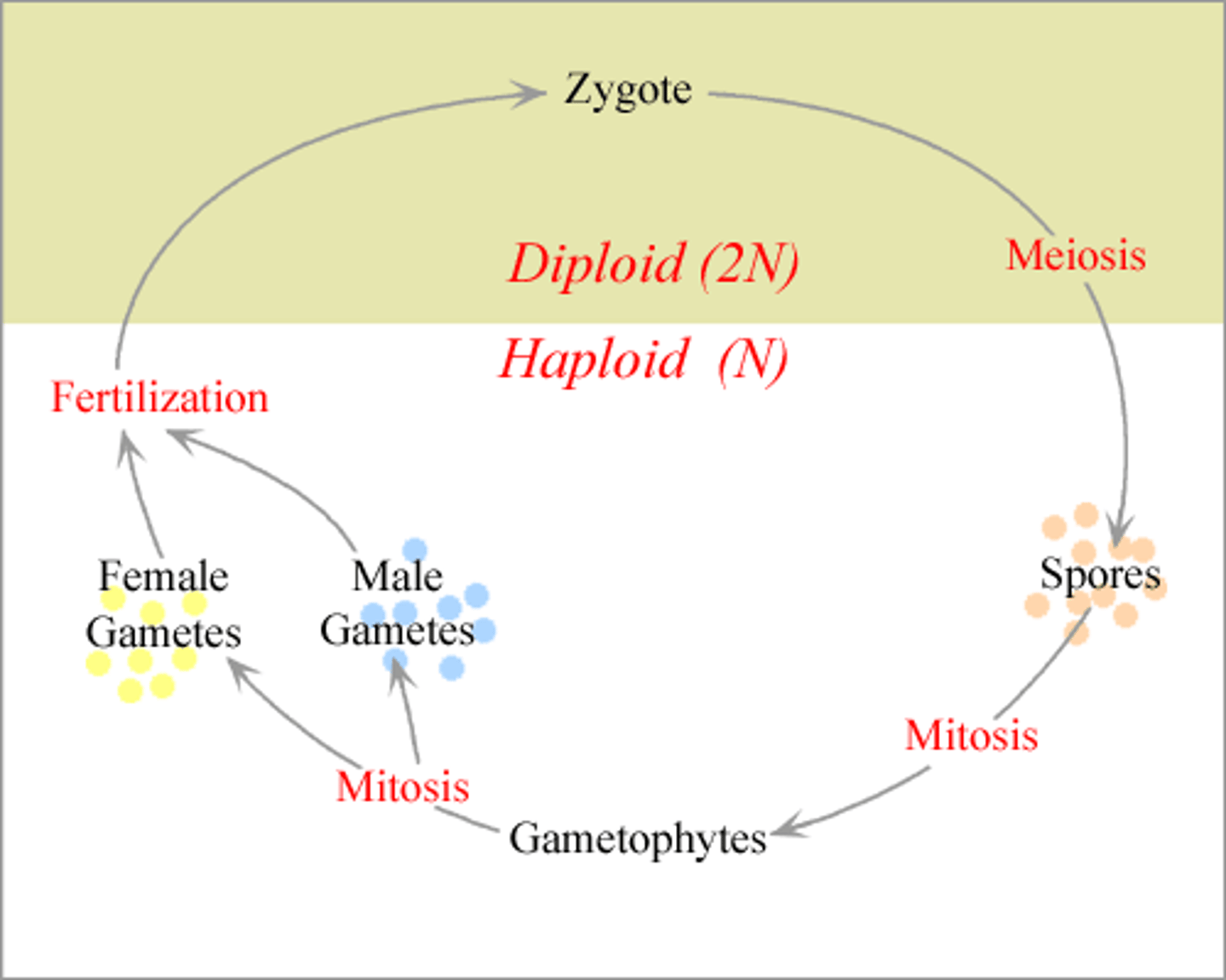 <p>having a life cycle in which the main form is haploid, with a diploid zygote being formed only briefly</p>
