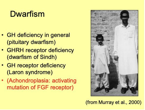 <ol><li><p><strong>Pituitary dwarfism→ </strong>Failure to produce functional GH (for several reasons)</p></li><li><p><strong>Dwarfism of Sindh</strong>→ defective GHRH receptor</p></li><li><p><strong>Laron syndrome</strong>→ GH receptor mutations</p><ul><li><p>lead to lack of IGF-1</p></li></ul></li><li><p><strong><mark data-color="yellow" style="background-color: yellow; color: inherit;">Achondroplasia</mark></strong>→ fibroblast growth factor receptor mutation</p><ul><li><p>nothing to do with GH</p></li><li><p>most common form of dwarfism</p></li><li><p>Due to activating mutation of FGF recetpor</p></li></ul></li></ol><p></p><p><em>Note: the dwarfisms to do is GH→ rare and in proportion</em></p><p><em>Most common type of dwarfism→ limbs are smaller</em></p>