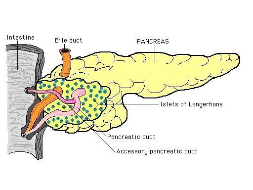<p>The solid yellow portion represents</p>