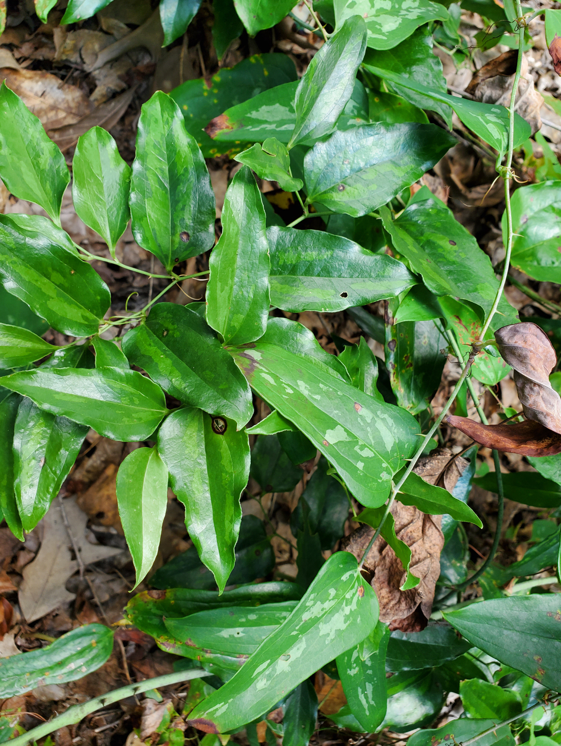 <p>smilax</p>