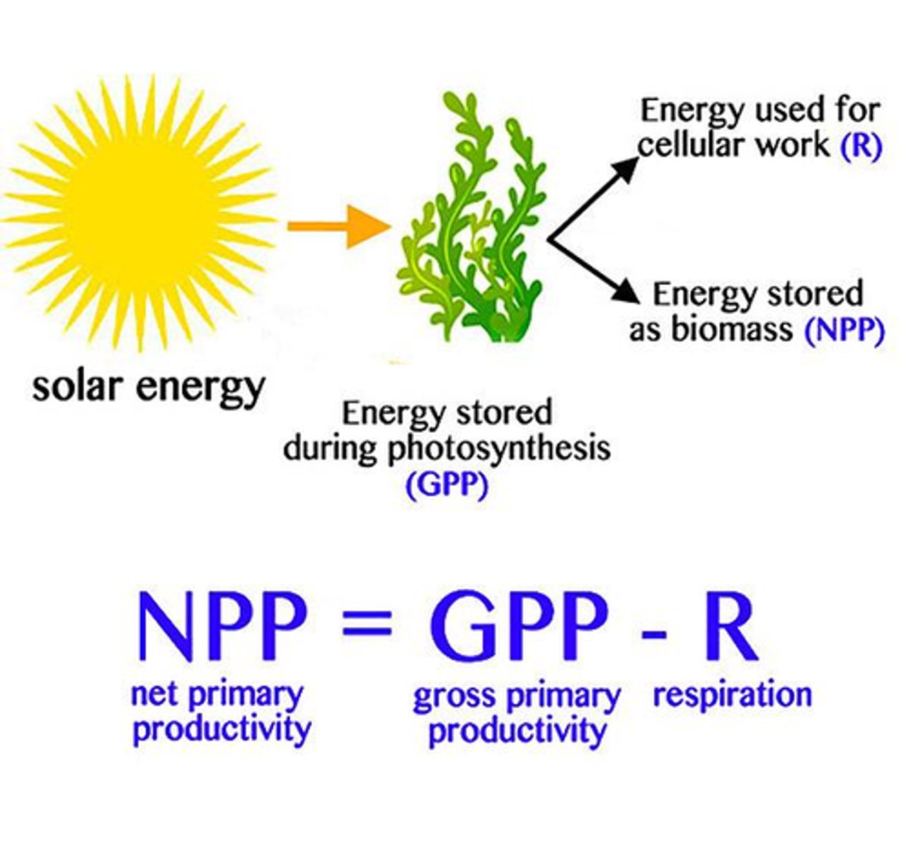 <p>How much energy is left after respiration for plant growth (the production of new biomass)</p><p>NPP = GPP - Respiration</p>