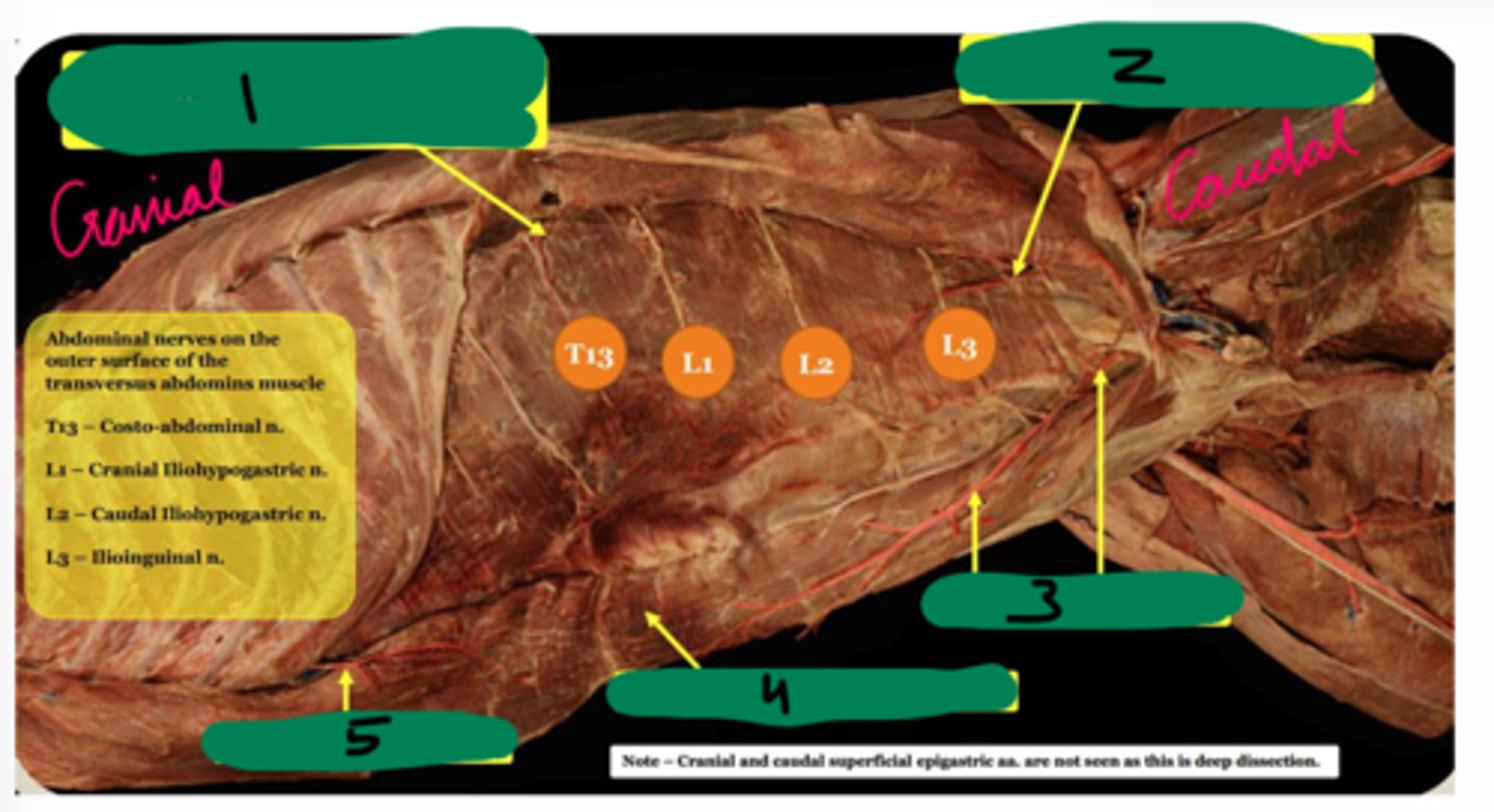<p>Abdominal wall blood vessels:</p><p>3</p>