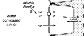 <ul><li><p><span>In the early distal tubule (up to the connecting segment), sodium crosses the luminal membrane by means of a Na+Cl- cotransporter</span></p><ul><li><p><span>This contransporter is inhibited by the thiazide diuretics</span></p></li></ul></li></ul><p></p>