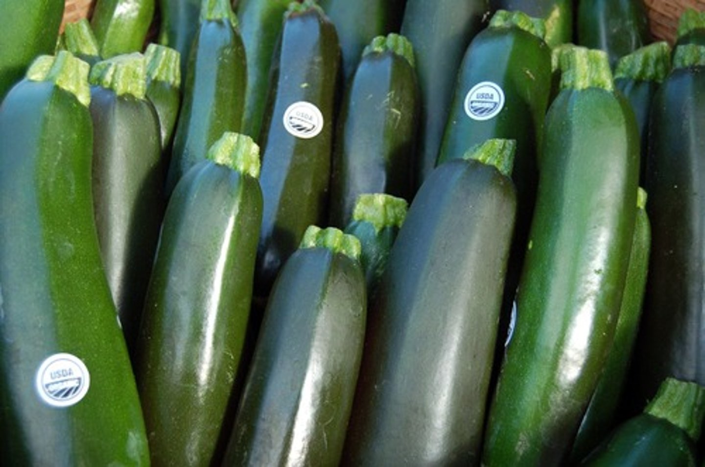 <p>zucchini</p>
