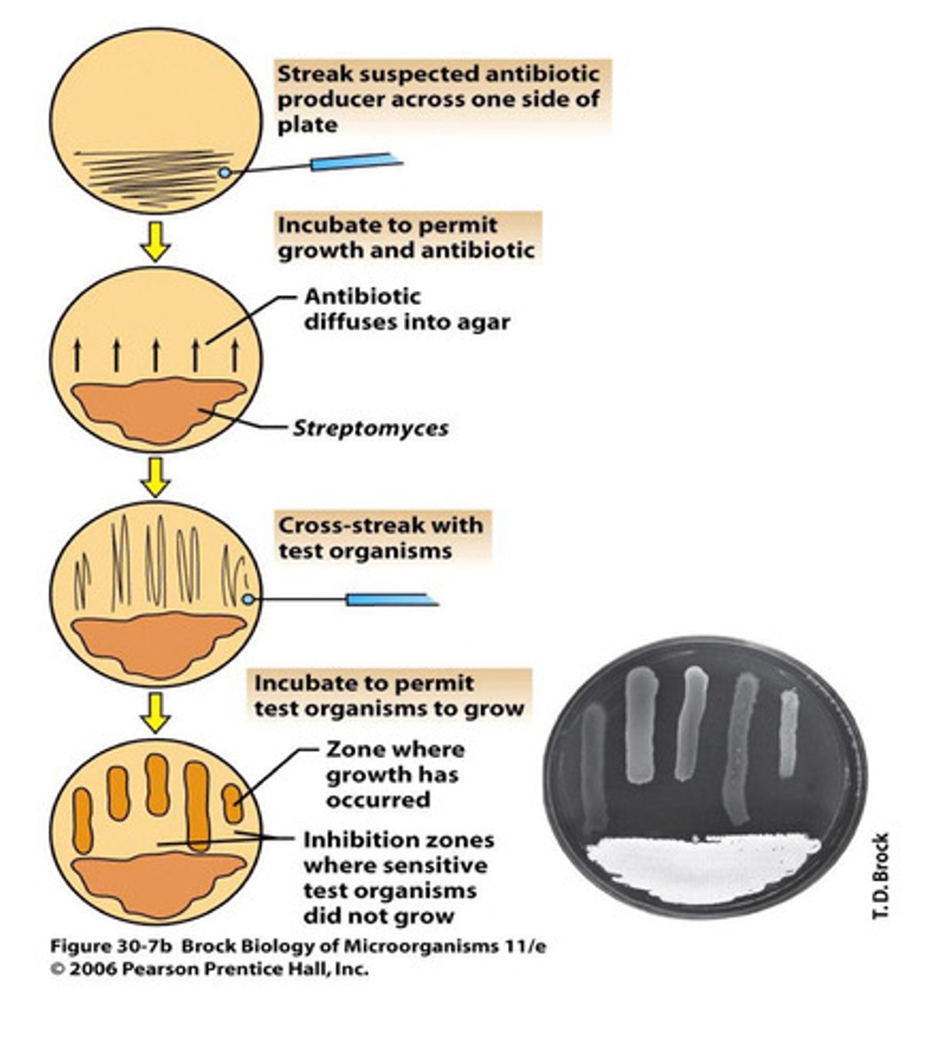 <p>Colonies with zones of inhibition</p>