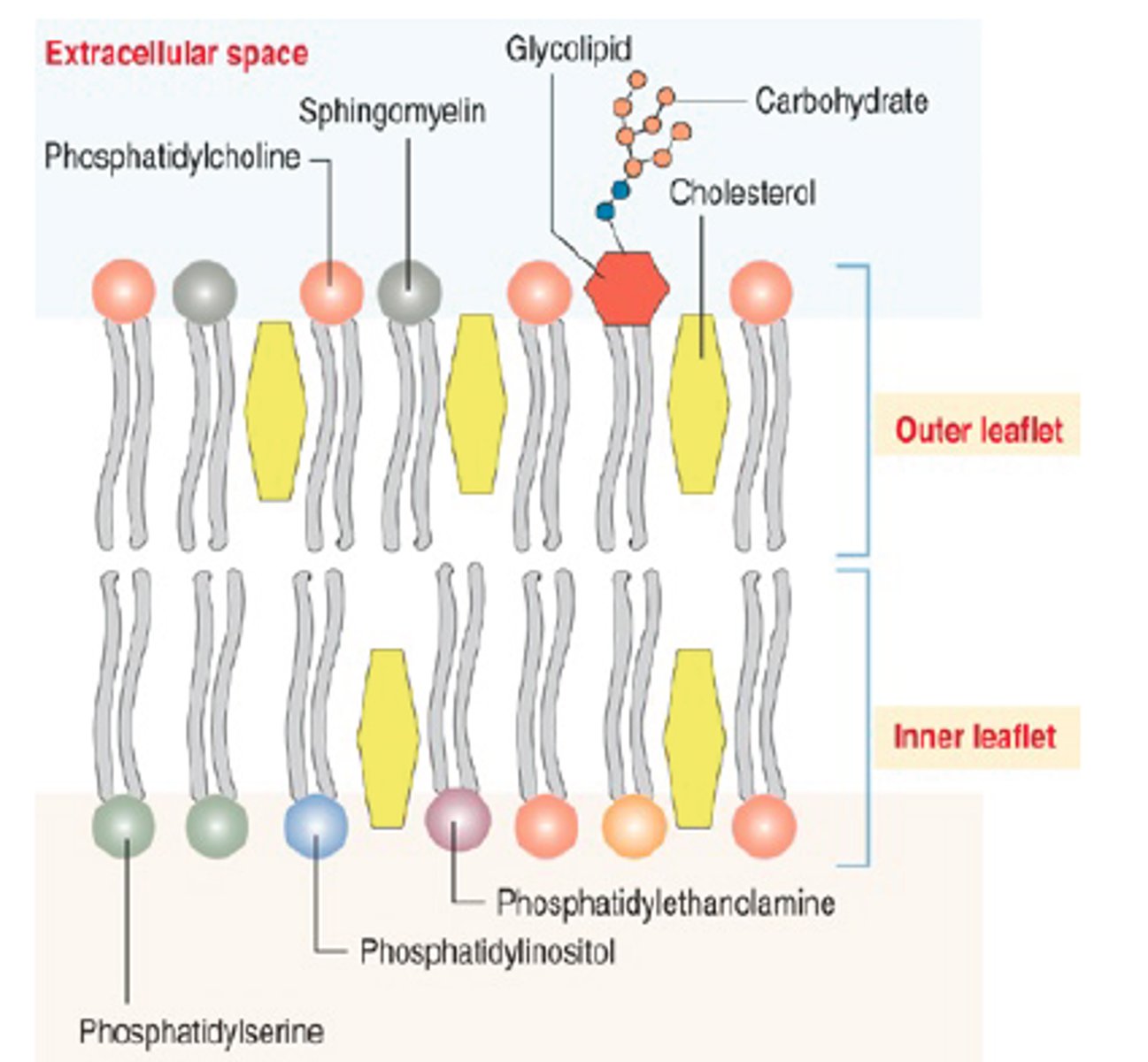 <p>The layer of the cell membrane phospholipid bilayer that faces AWAY from the cytoplasm.</p>
