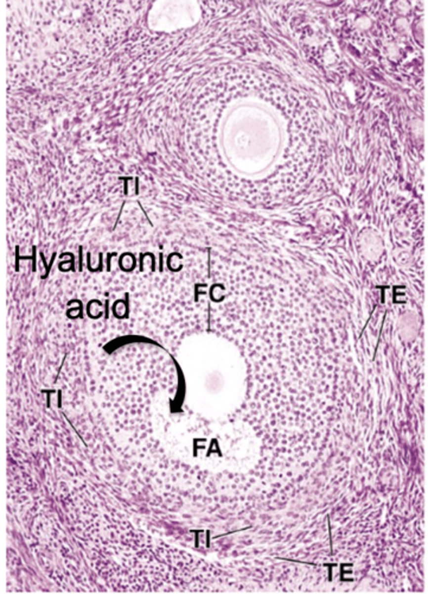 <p>What type of follicle?</p>
