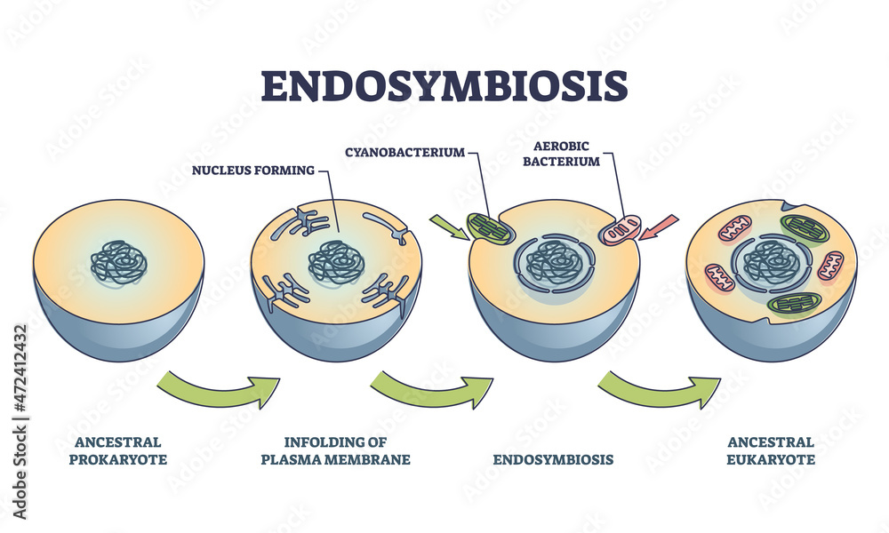 <p>states that membrane-bound organelles, such as mitochondria and chloroplasts, were once free-living prokaryotes that were absorbed into other larger prokaryotes.</p>