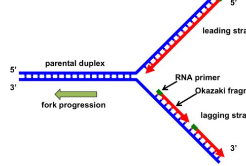 <p>two complimentary strands form</p>