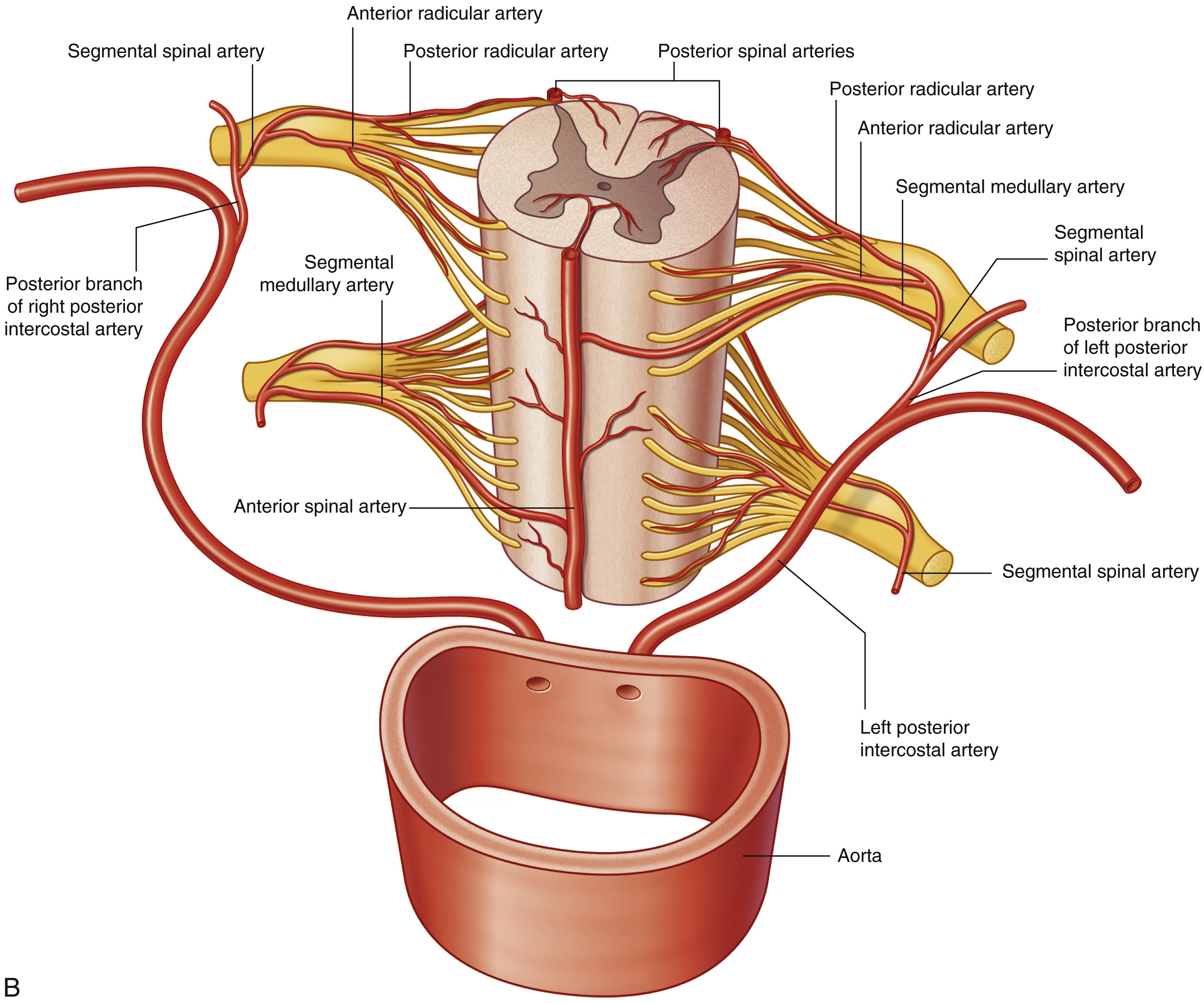 <p>from longitudinal arteries (anterior and posterior spinal aa.) and segmental spinal arteries entering at each vertebral level</p>