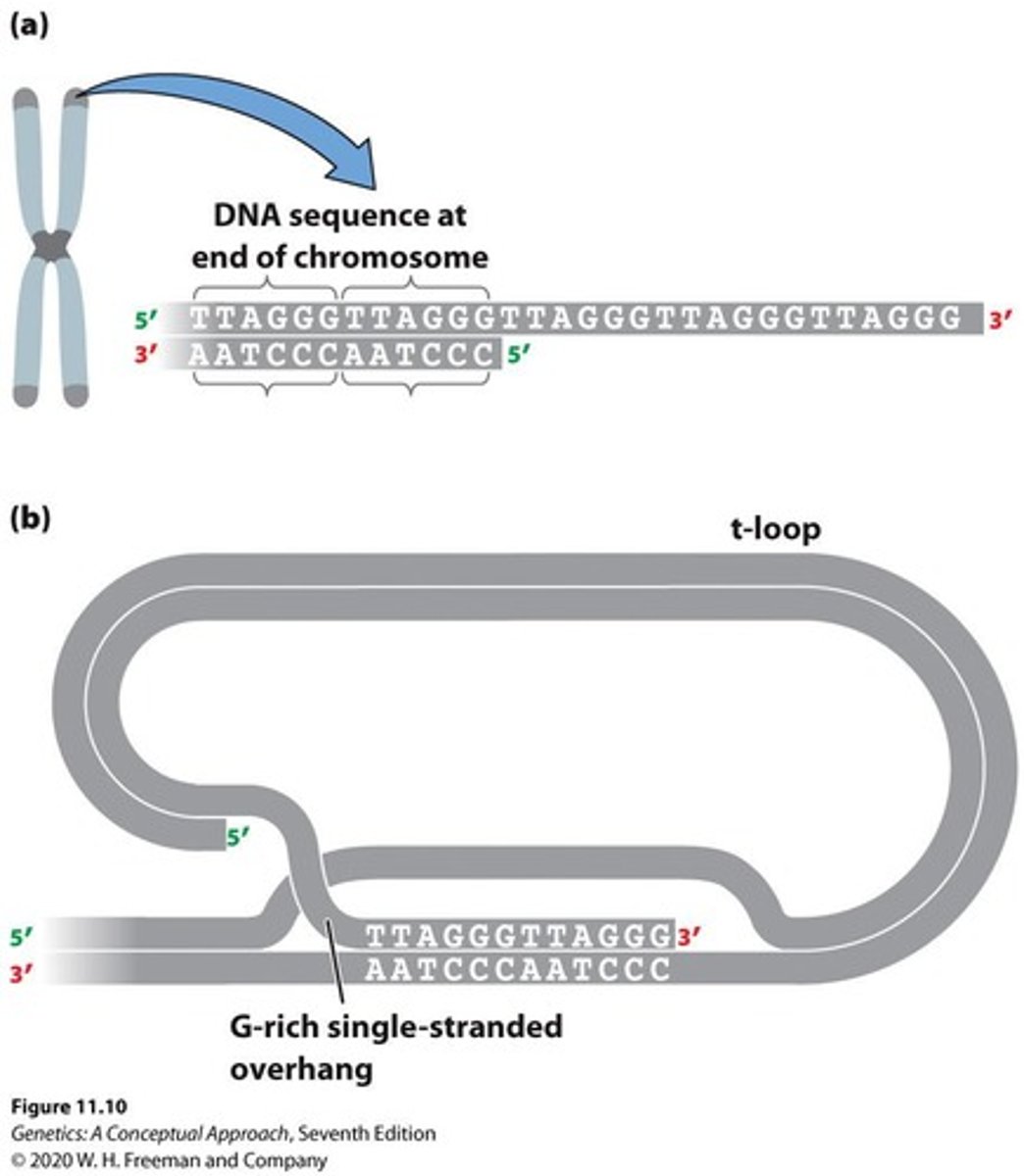 <p>Caps at chromosome ends, protect from degradation.</p>