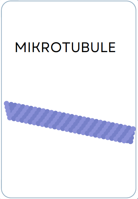 <p>MIKROTUBULE</p>