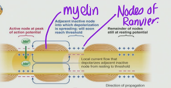 <p>Nodes of Ranvier</p>