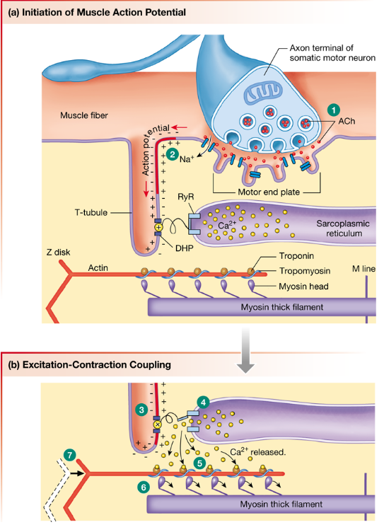 <ol><li><p><strong>Somatic </strong>motor neuron releases <strong>acetylcholine </strong>at neuromuscular junction</p></li><li><p>Entry of <strong>Na+</strong> through receptor-channel initiates muscle <strong>action potential</strong></p></li><li><p>Action potential in <strong>t-tubule </strong>changes conformation of <strong>DHP receptor</strong></p></li><li><p>DHP receptor opens gate in <strong>sarcoplasmic reticulum</strong> to release <strong>Ca2+</strong> (which binds to troponin)</p></li></ol>
