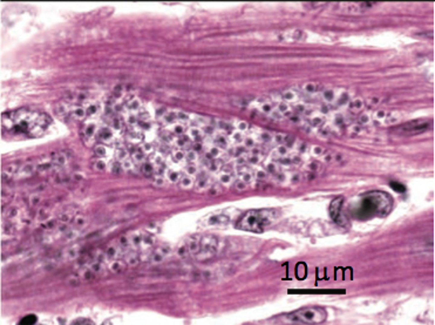 <p>Name the stage and species</p>