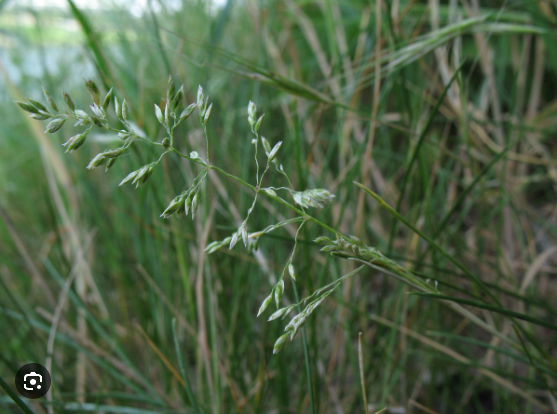 <p>Poa angustifolia</p>