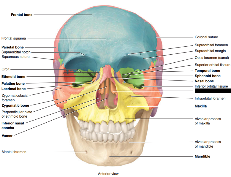 <p>State and identify what part of the cranial bone is being pointed out and censored.</p>
