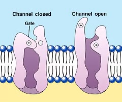 <p>gated channels</p>