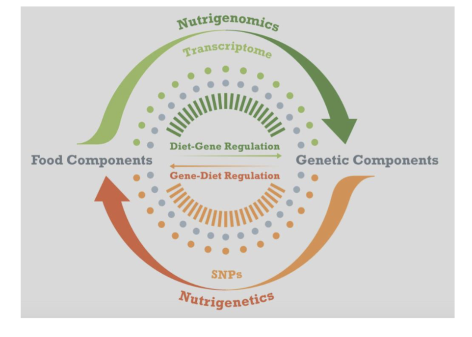 <p>Nutrigenomics - the study of the effects of nutrients on the expression of an individuals genetic makeup</p><p>Nutrigenetics - the study of how genotype determines metabolism of food components, nutrient requirements, and dietary tolerance</p>