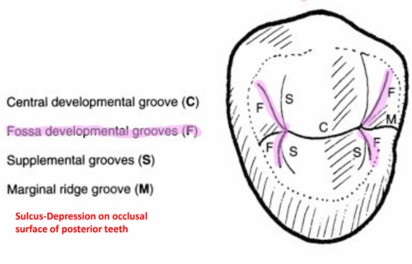 <p>located at ends of central groove and named for corner of tooth toward which they aim</p>