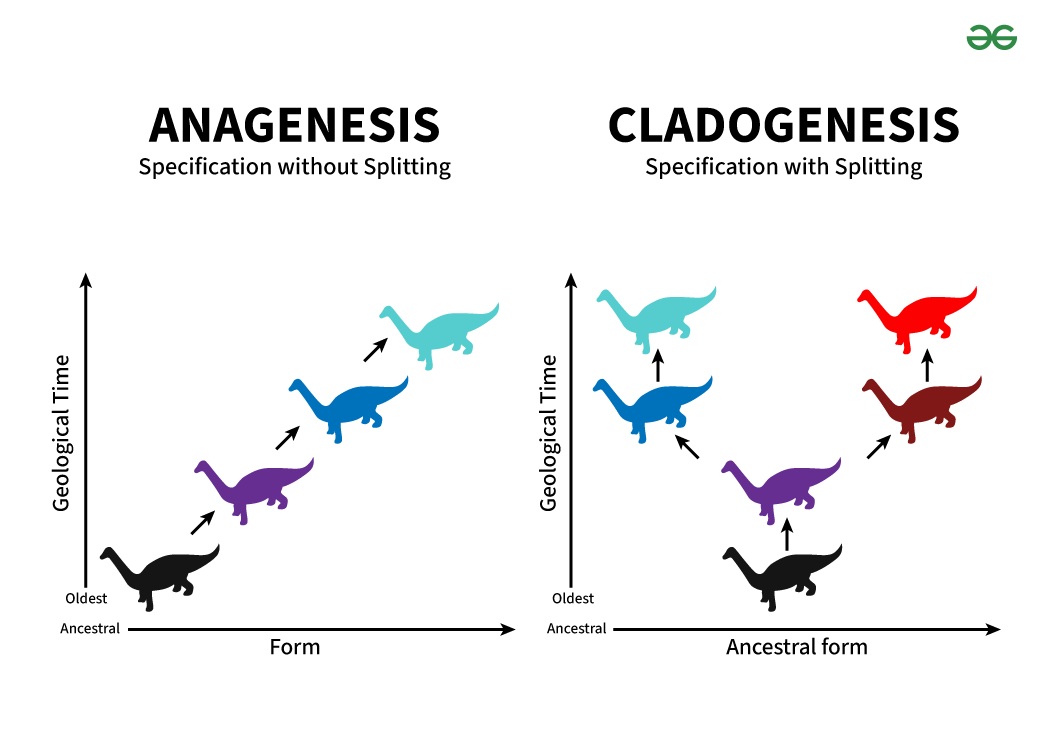 <p>Evolution over time into two new species </p>