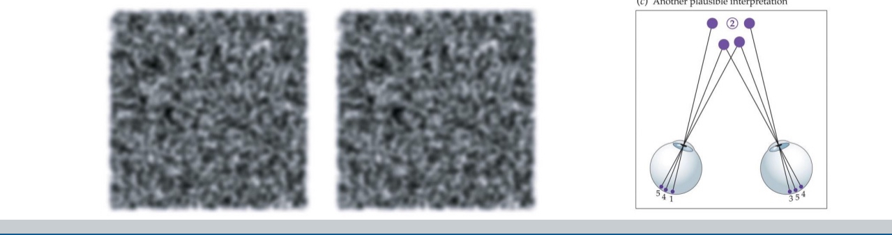 <ol><li><p>Blurring the image: Focusing on low-spatial frequency information</p><ul><li><p>In early stages of matching features between the two eyes, it's easier to match large, simple shapes than detailed textures or noise.</p></li></ul></li><li><p>Uniqueness constraint: A feature in the world will be represented exactly once in each retinal image (1 feature in one eye paired 1 feature in the other eye)</p><ul><li><p>If a tree branch appears in both your left and right eye views, your brain assumes it's the&nbsp;<em>same branch</em>, not multiple copies.</p></li><li><p>Prevents the brain from mismatching one point in the left eye with multiple possible points in the right eye, which would cause confusion about depth.</p></li></ul></li><li><p>Continuity constraint: Except at the edges of objects, neighboring points in the world lie at similar distances from the viewer</p><ul><li><p>The brain assumes gradual changes in depth, not sudden jumps, when deciding how to match points across the two eyes.</p></li><li><p><strong>Exception:</strong>&nbsp;At the&nbsp;<strong>edges of objects</strong>, there can be depth discontinuities (e.g., the edge of a table).</p></li><li><p>Helps reduce ambiguity—if point A is matched and point B is nearby, the brain can infer B’s match should be close in disparity, leading to smooth depth perception.</p></li></ul></li></ol><p></p>