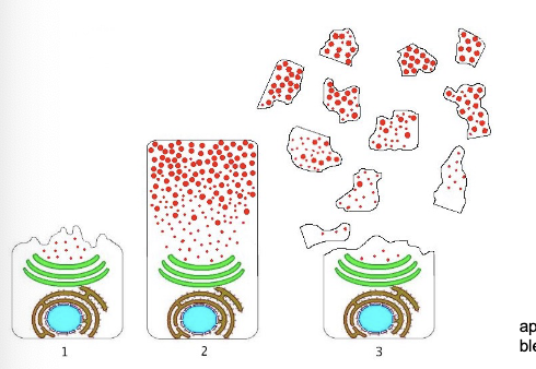 <p>(aka decapitation secretion)</p><p>a portion of the apical membrane &amp; cytoplasm is released along with the product</p>