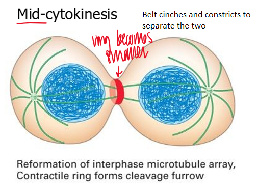 <p>reformation of interphase microtubule array </p><p>contractile ring forms cleavage furrow </p><ul><li><p>belt cinches and constricts to separate the 2 </p></li></ul><p></p>