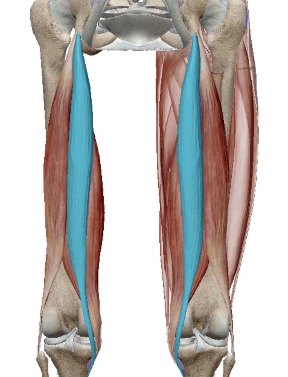 <p>Identify this muscle</p>