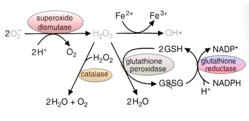 <p><strong>Glutathione Peroxidase</strong>: Converts <strong>hydrogen peroxide (H₂O₂)</strong> into <strong>water (H₂O)</strong> using <strong>glutathione</strong>, which gets oxidized.</p><p><strong>Glutathione Reductase</strong>: Converts <strong>oxidized glutathione (GSSG)</strong> back to <strong>reduced glutathione,</strong> using <strong>NADPH</strong>.</p><p><strong>Role of Glutathione</strong>: Acts as an antioxidant, providing electrons<strong> to neutralize ROS</strong> and protect cells.</p>