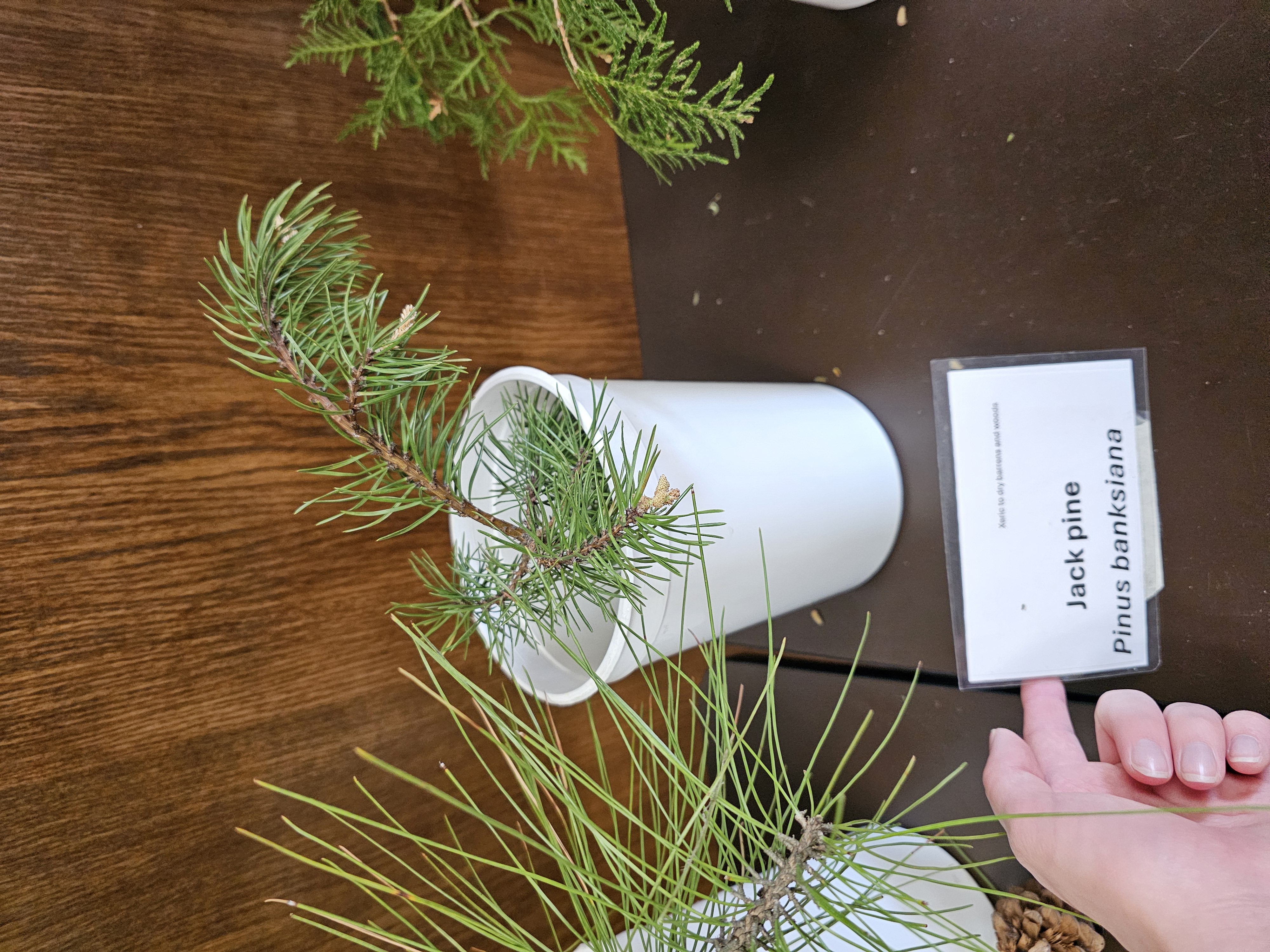 <p><em>Pinus banksiana </em></p>