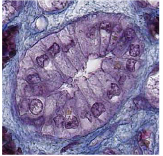 <p>Nom de l’organe et nom de l’épithélium</p>