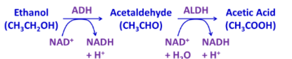 <ol><li><p>ADH</p></li><li><p>ALDH</p></li><li><p>NAD+</p></li><li><p>NADH</p></li><li><p>NAD+</p></li><li><p>NADH</p></li></ol><p></p>