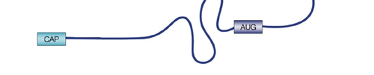 <p>A modified form of guanine nucleotide added onto the nucleotide at the 5' end of a pre-mRNA molecule.</p>