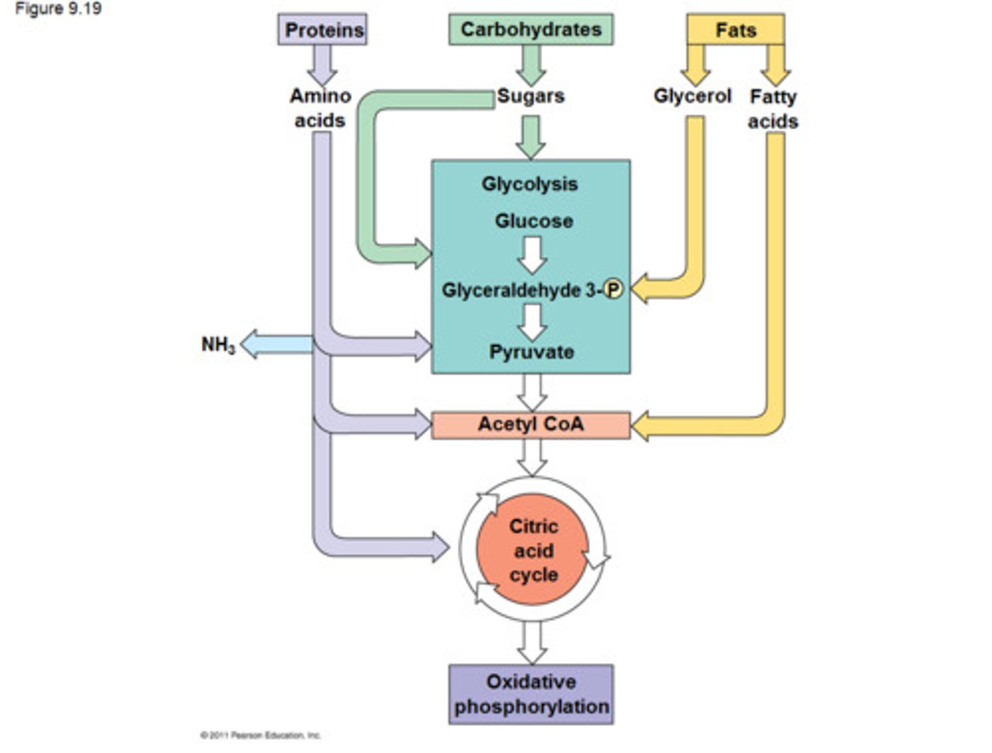 <p>When energy is released at each step of the chain is stored in a form the mitochondrion can use to make ATP, respiration</p>
