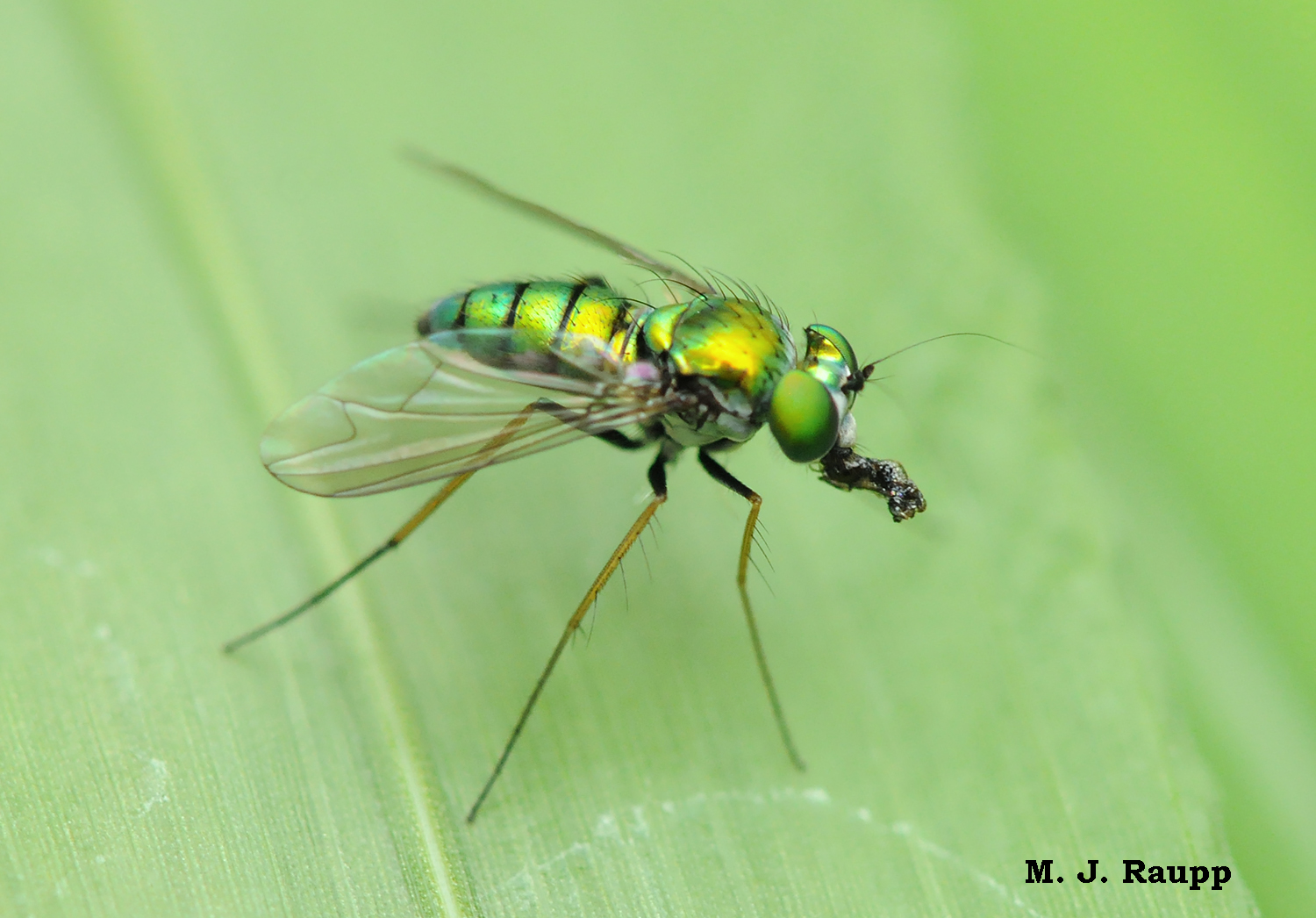 <p>Family: Dolichopodidae (Long-legged flies)</p><p></p><p>Majority are shiny green, blue, and copper</p><p>Anal cell short</p><p>Long legs</p><p>R-M crossvein located in basal fourth of wing</p>