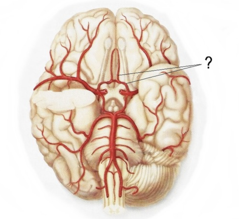 <p>Supplies anterior 2/3 medial aspect of cerebrum and basal nuclei</p>