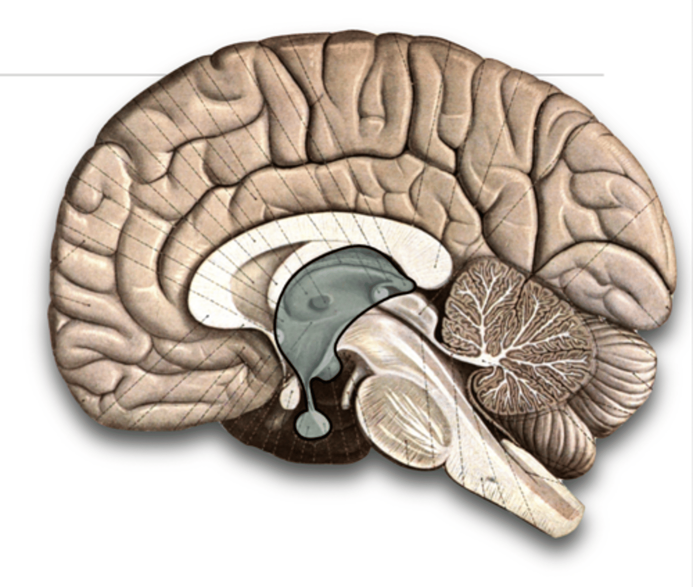 <p>The area deep within the brain that contains the thalamus, hypothalamus, and epithalamus and is the link between the cerebral hemispheres and the brainstem; responsible for directing sensory information to the cortex</p>