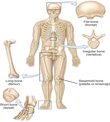 <ul><li><p>are greater in length than width.</p></li><li><p>mostly made up of compact bone, but their epiphyses or ends are mostly spongy bone.</p></li><li><p>include the</p><ul><li><p>femur</p></li><li><p>tibia</p></li><li><p>fibula</p></li><li><p>humerus</p></li><li><p>radius</p></li><li><p>ulna, and phalanges.</p></li></ul></li><li><p>Found in the arm (femur, tibia, fibula) and legs (femur, tibia, fibula), as well as in the fingers (metacarpals, phalanges) and toes (metatarsals, phalanges). </p></li><li><p>function as levers - they move when muscles contract.</p></li><li><p> A long bone has two parts: </p><ul><li><p>diaphysis and the epiphysis.</p></li></ul></li></ul><p></p>