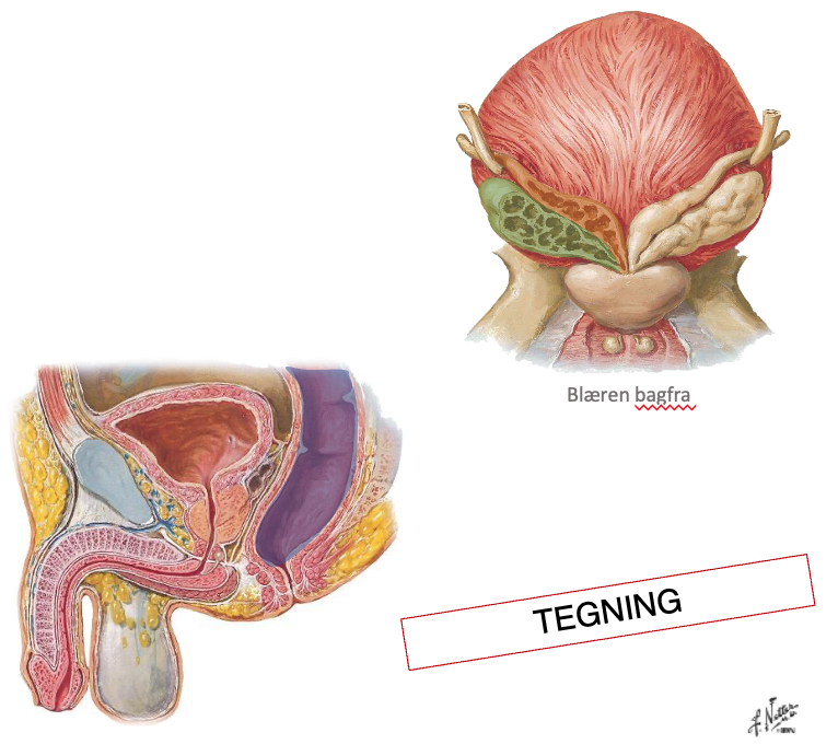 <p>Mandens relationer ift vesica urinaria</p>